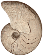 Gon
